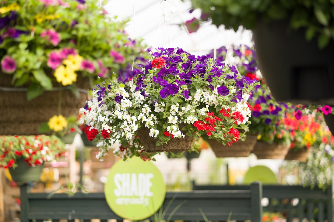 Hanging Basket: Liberty Bells ~ Preorder for pickup 5/1-5/2