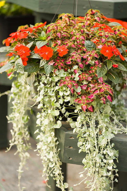 Hanging Basket: Tropical Falls ~ Preorder for pickup 5/1-5/2