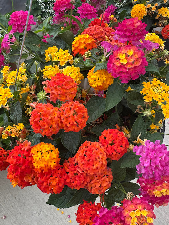 Lantana Basket ~ Preorder for pickup 5/15 - 5/16