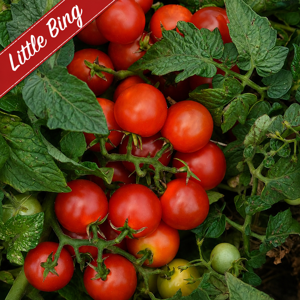 Patio Grazing Collection: Little Tomato series ~ Preorder for pickup 6/5-6/6