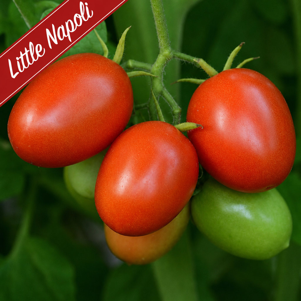 Patio Grazing Collection: Little Tomato series ~ Preorder for pickup