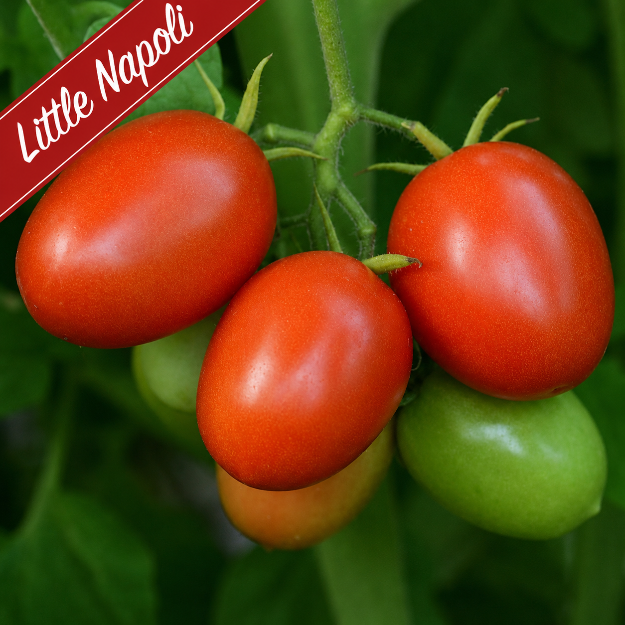 Patio Grazing Collection: Little Tomato series ~ Preorder for pickup 6/5-6/6