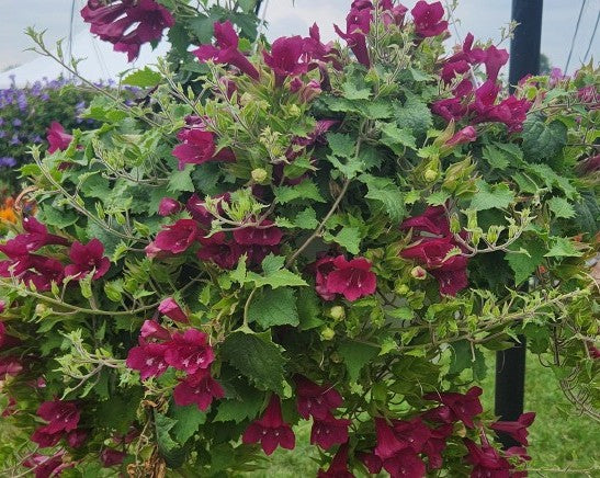 Wine Red Lofos ~ Preorder for pickup 4/24-4/25