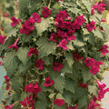 Wine Red Lofos ~ Preorder for pickup 4/24-4/25