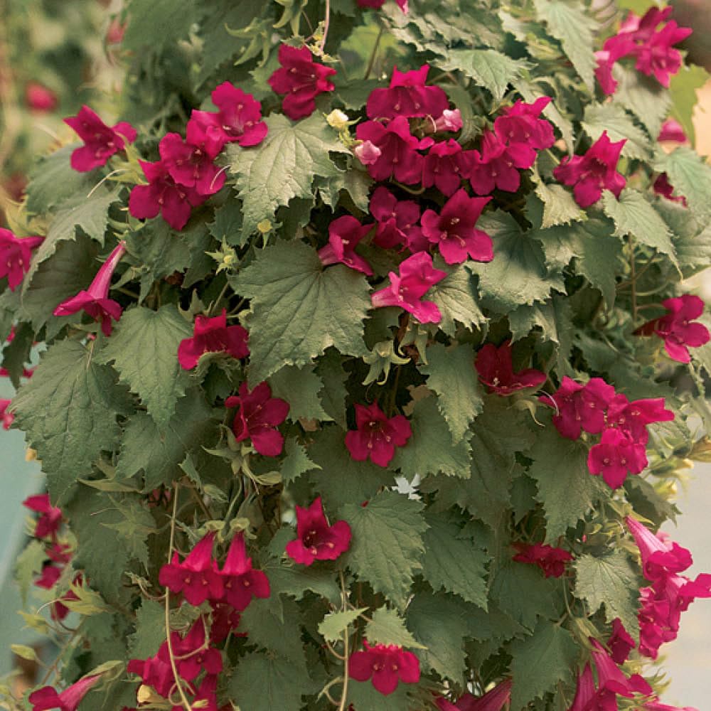 Wine Red Lofos ~ Preorder for pickup 4/24-4/25