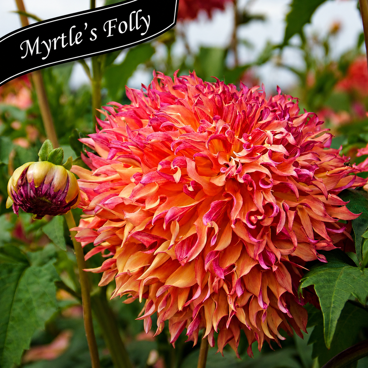 Cut Flower Collection: Massive Dahlias ~ Preorder for pickup 5/29 -5/30