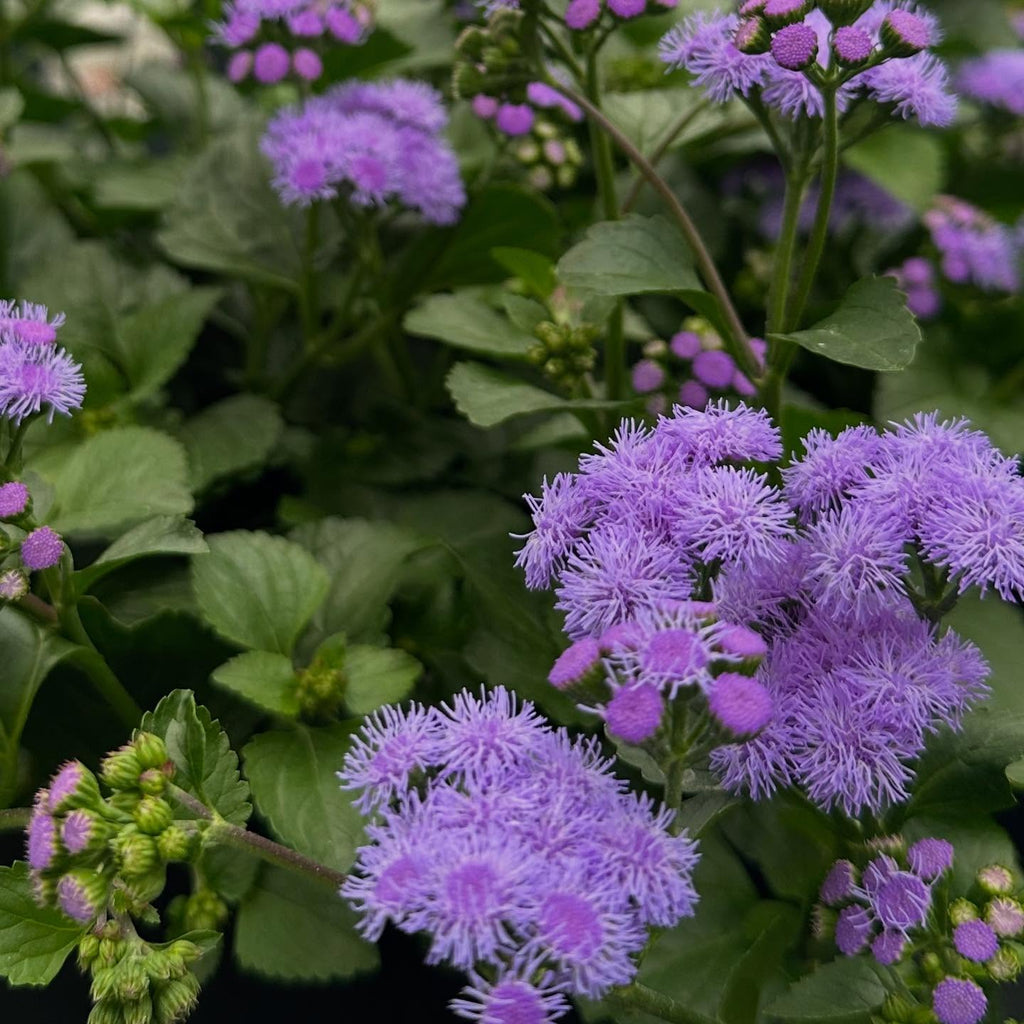 Monarch Magic Ageratum ~ Preorder for Pickup 5/29-5/30