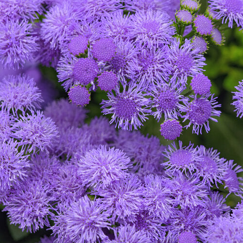 Monarch Magic Ageratum ~ Preorder for Pickup 5/29-5/30