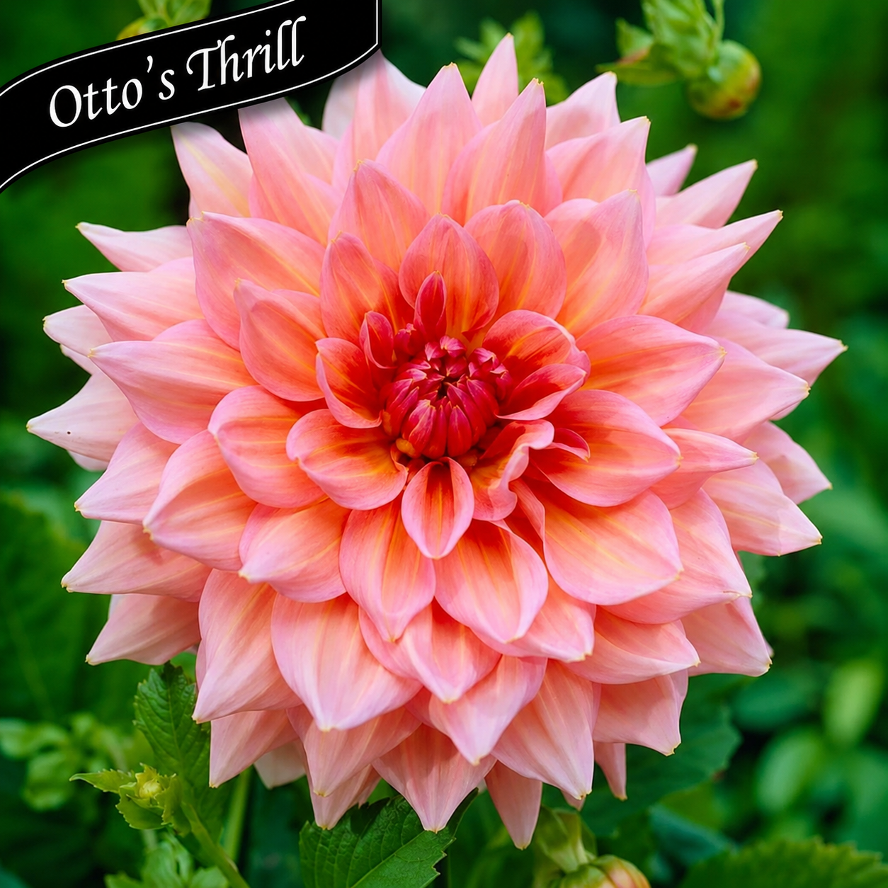 Cut Flower Collection: Massive Dahlias ~ Preorder for pickup 5/29 -5/30