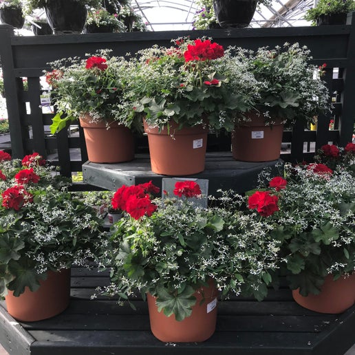 Geranium: Calliope Large Dark Red/Diamond Frost Combo ~ Preorder for pickup 5/1-5/2