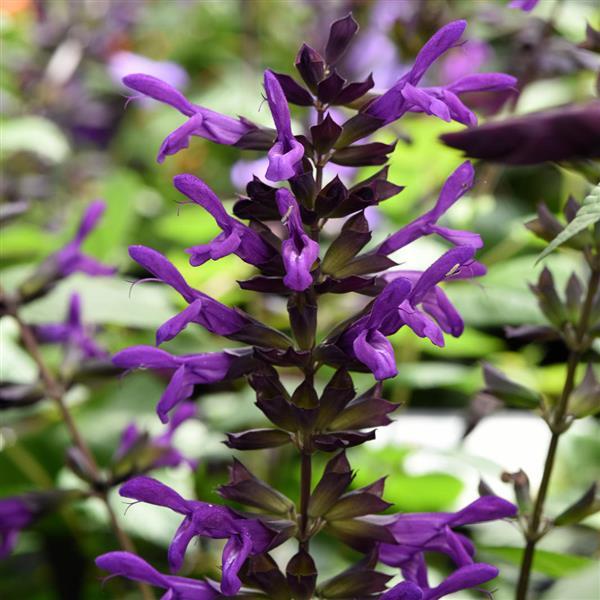 Purple & Bloom Salvia ~ Preorder for pickup 4/24-4/25