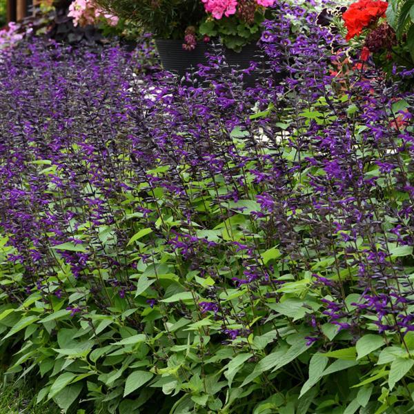 Purple & Bloom Salvia ~ Preorder for pickup 4/24-4/25
