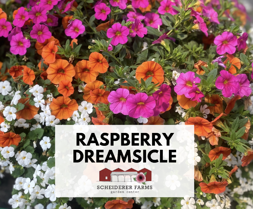 Hanging Basket: Raspberry Dreamsicle ~ Preorder for pickup 5/1-5/2