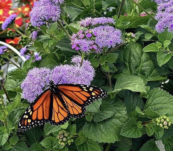 Monarch Magic Ageratum ~ Preorder for Pickup 5/29-5/30