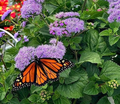 Monarch Magic Ageratum ~ Preorder for Pickup 5/29-5/30