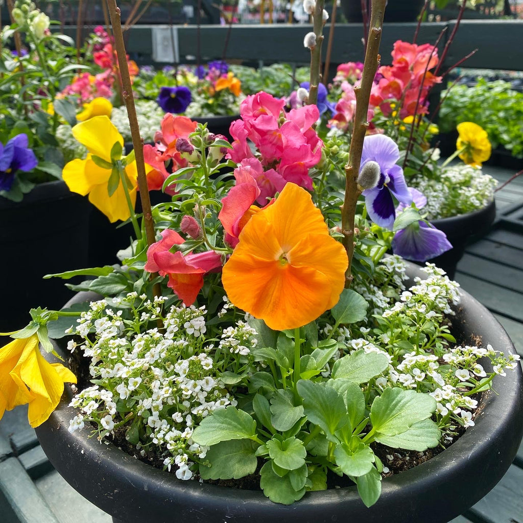 Spring Grab & Go ~ Preorder for pickup 4/11