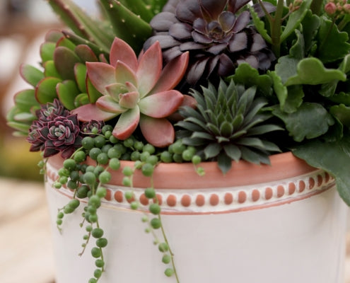 Succulent Container Workshop