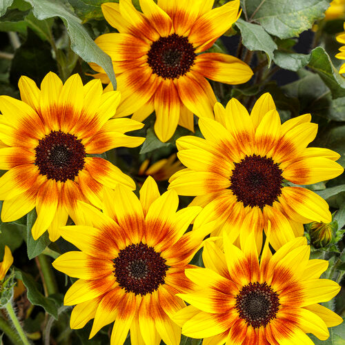 sunflower Suncredible Saturn Sunflower ~ Preorder for pickup 5/15-5/16