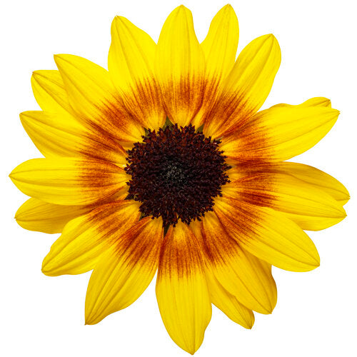 Suncredible Saturn Sunflower ~ Preorder for pickup 5/15-5/16