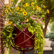 Suncredible Saturn Sunflower ~ Preorder for pickup