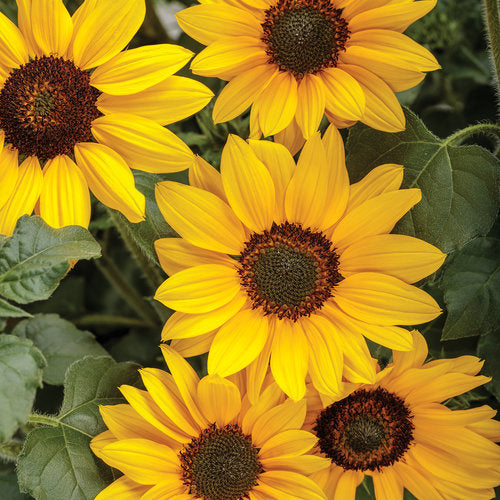 Suncredible Yellow Sunflower ~ Preorder for pickup 5/22-5/23