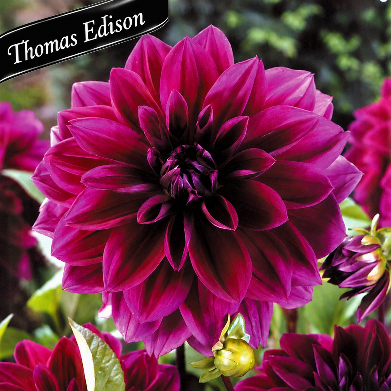 Cut Flower Collection: Massive Dahlias ~ Preorder for pickup 5/29 -5/30