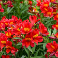 Cut Flower Collection: Summer Heat Hardy Alstroemeria ~ Preorder for pickup