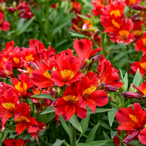 Cut Flower Collection: Summer Heat Hardy Alstroemeria ~ Preorder for pickup 5/29-5/30