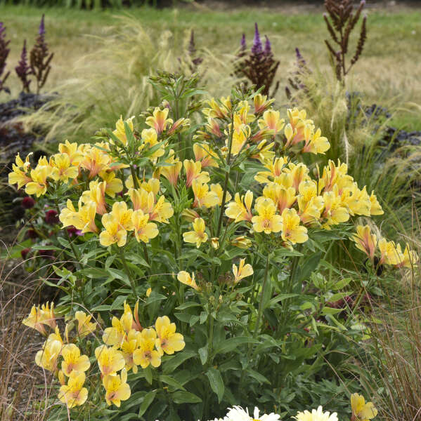 Cut Flower Collection: Golden Tiara Hardy Alstroemeria ~ Preorder for pickup 5/29-5/30
