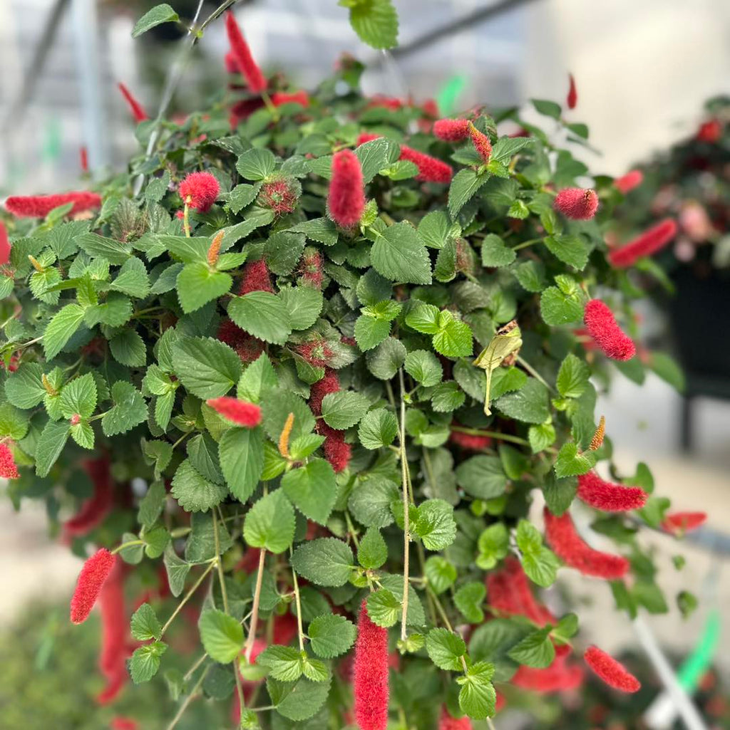 Chenille Basket ~ Preorder for pickup