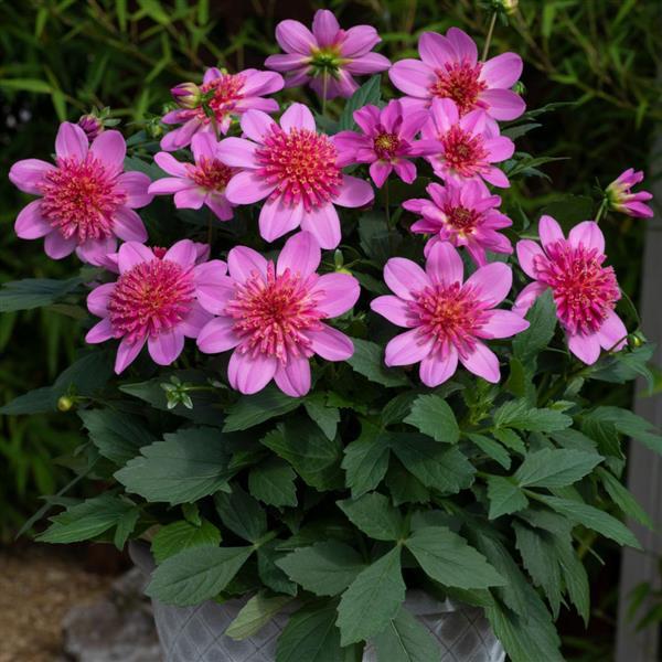 Venti PinkBurst Dahlia ~ Preorder for pickup 5/1 - 5/2