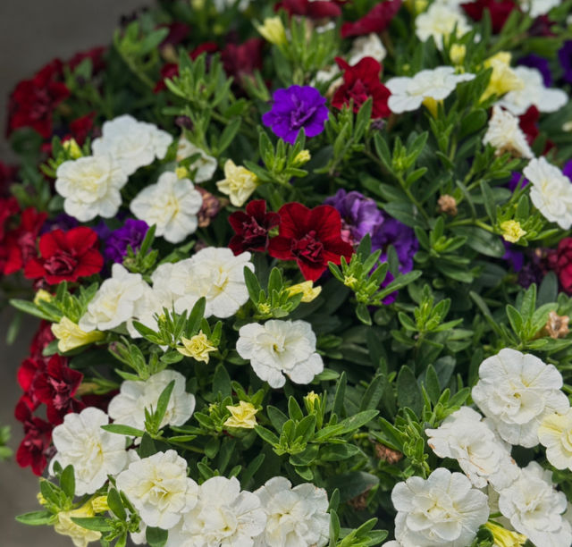 Star Spangled Bloomer ~ Preorder for pickup 5/22 - 5/23