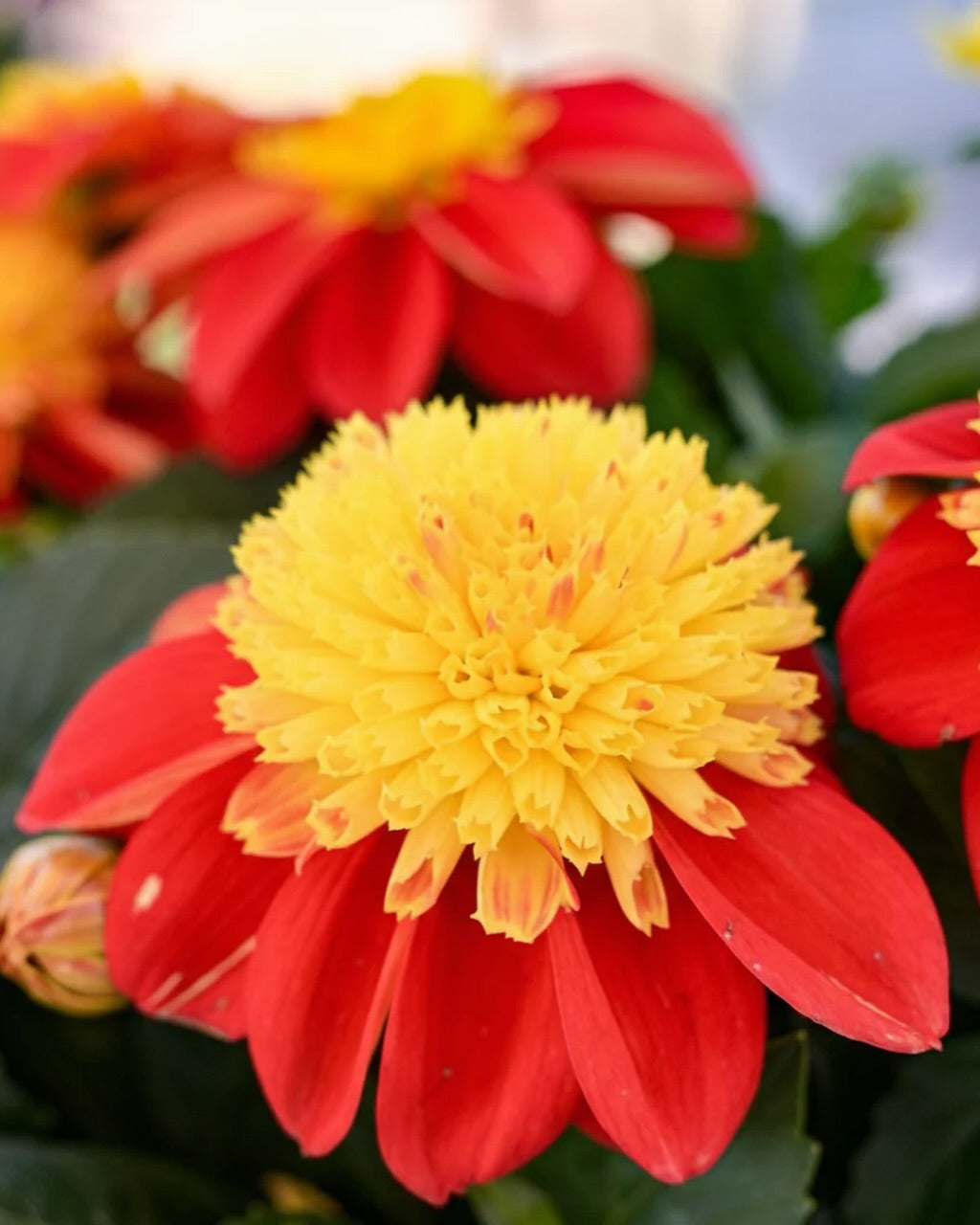 SOLD OUT, Check out new Dahlias added!  ~ Preorder for pickup 5/1-5/2