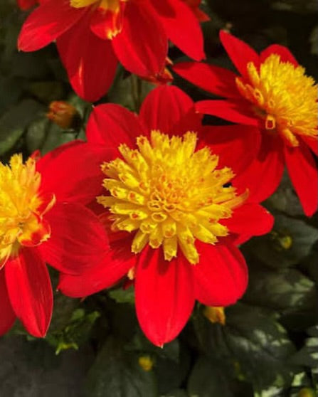 SOLD OUT, Check out new Dahlias added!  ~ Preorder for pickup 5/1-5/2