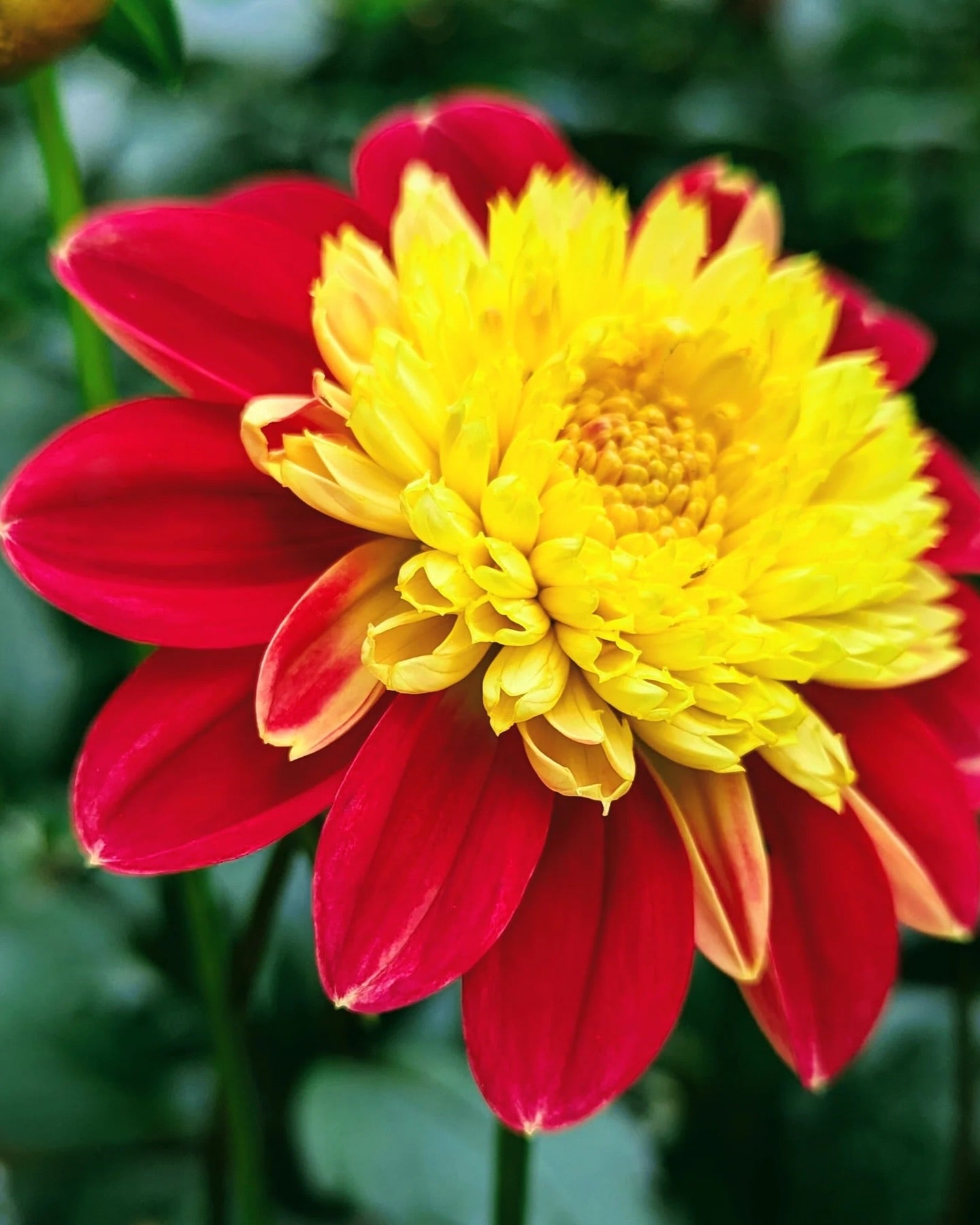 SOLD OUT, Check out new Dahlias added!  ~ Preorder for pickup 5/1-5/2