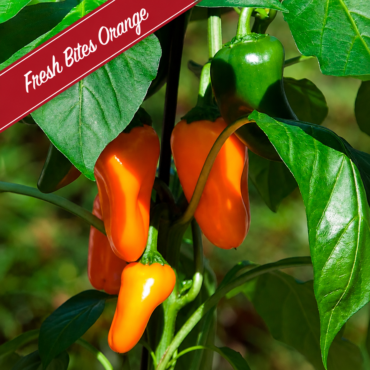 Patio Grazing Collection: Kitchen Mini Pepper series ~ Preorder for pickup 6/5-6/6