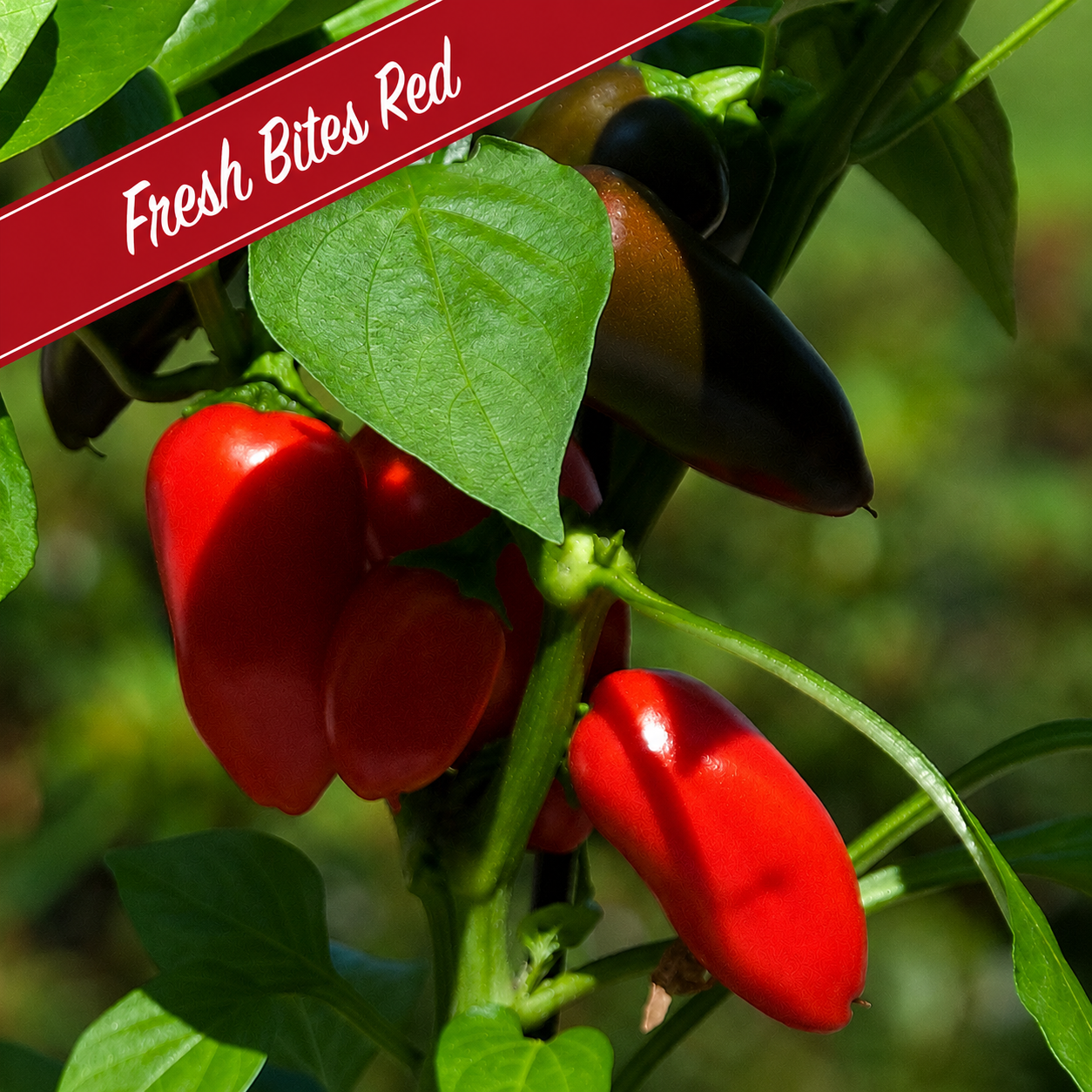 Patio Grazing Collection: Kitchen Mini Pepper series ~ Preorder for pickup 6/5-6/6