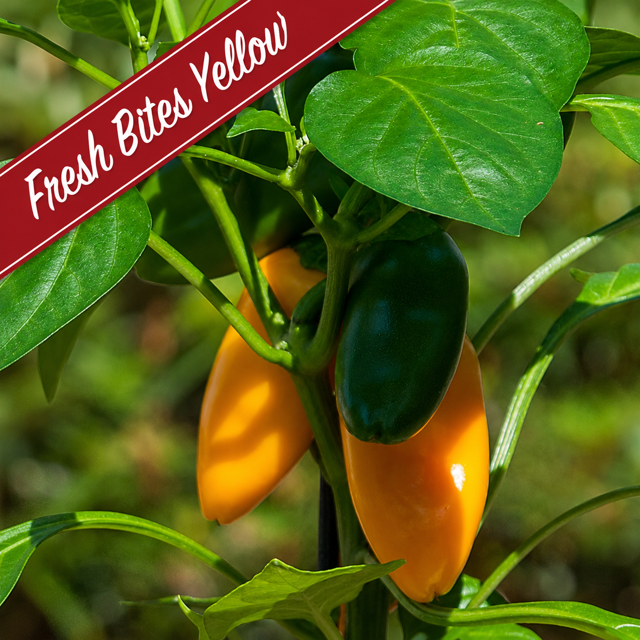 Patio Grazing Collection: Kitchen Mini Pepper series ~ Preorder for pickup 6/5-6/6