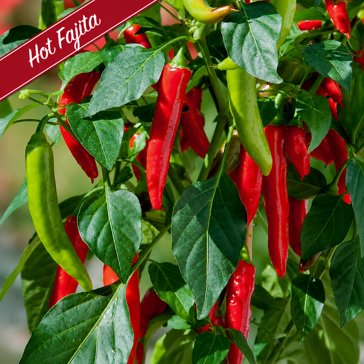 Patio Grazing Collection: Kitchen Mini Pepper series ~ Preorder for pickup 6/5-6/6