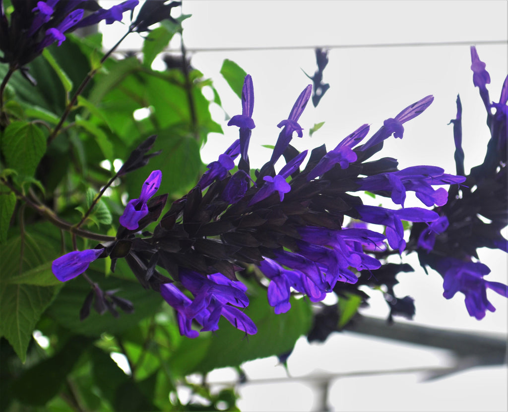 Hummingbird Falls Salvia Basket ~ Preorder for pickup 4/24-4/25