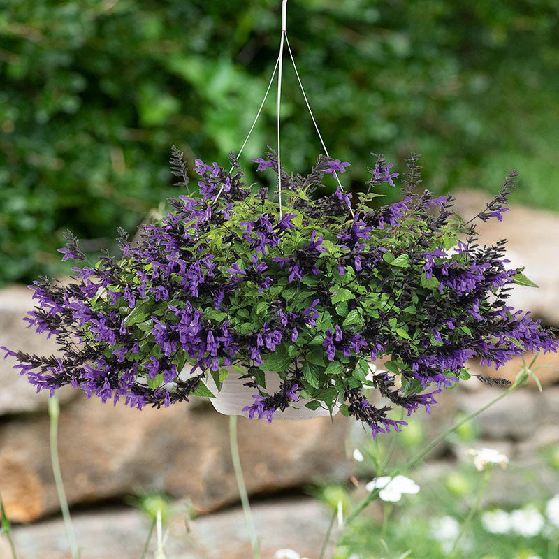 Hummingbird Falls Salvia Basket ~ Preorder for pickup 4/24-4/25