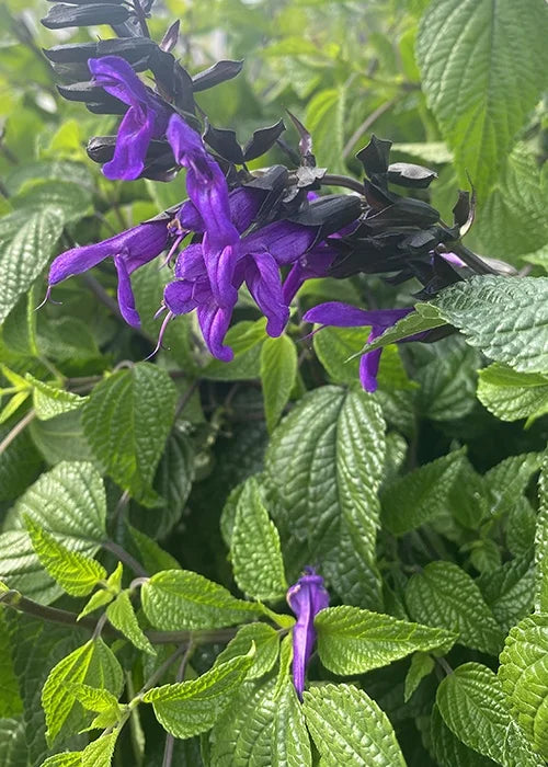 Hummingbird Falls Salvia Basket ~ Preorder for pickup 4/24-4/25