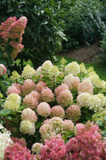 Proven Winners® Fire Light Tidbit® Hydrangea