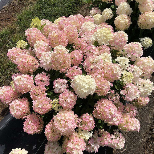 Proven Winners® Fire Light Tidbit® Hydrangea