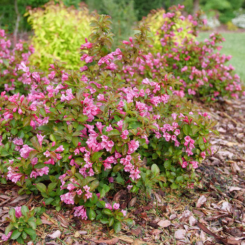 Proven Winners® Midnight Sun™ Weigela