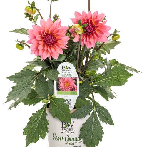 Virtuoso Pinkerific Dahlia ~ Preorder for pickup 5/1 - 5/2