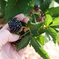 Taste of Heaven Thornless Blackberry - Preorder for pickup 6/12-13