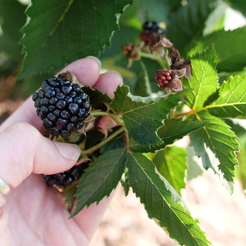 Taste of Heaven Thornless Blackberry - Preorder for pickup 6/12-13