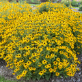 Proven Winners® Treasure Trove™ Rudbeckia