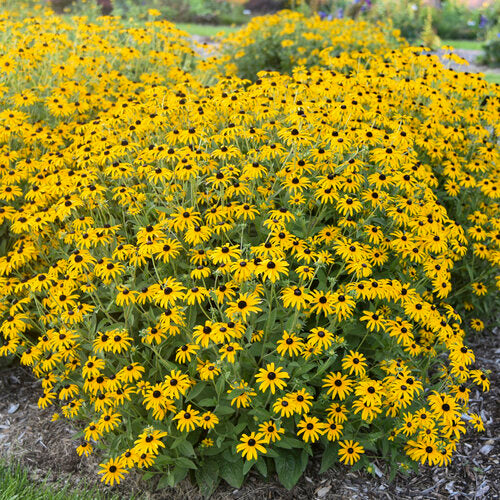 Proven Winners® Treasure Trove™ Rudbeckia
